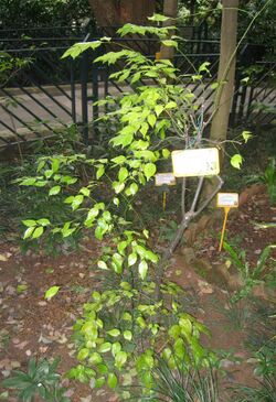 Ilex asprella - Hong Kong Botanical Garden - IMG 9570.jpg