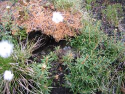 Junco nest.JPG