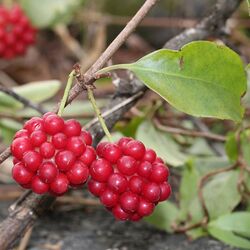 Kadsura japonica (fruits s6).jpg