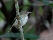 Lophotriccus galeatus - Helmeted Pygmy Tyrant, Presidente Figueiredo, Amazonas, Brazil 02.jpg