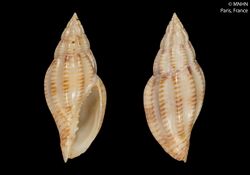 Lyria planicostata fijiensis (MNHN-IM-2000-3616).jpeg