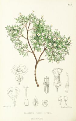 MELLISS(1875) p308 - PLATE 25 - Frankenia.jpg