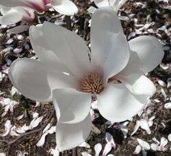 Magnolia cylindrica 2.jpg