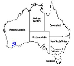 Map.Hemiphora lanata.jpg