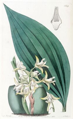 Maxillaria palmifolia (as Maxillaria decolor) - Edwards vol 18 pl 1549 (1832).jpg