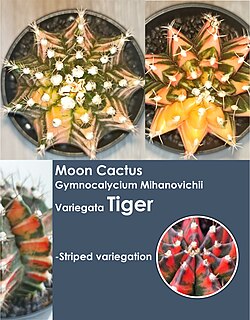 Moon Cactus Gymnocalycium Mihanovichii Variegata Tiger