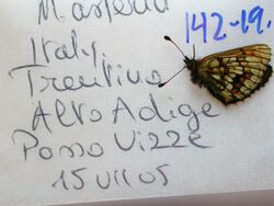 NW142-19 Melitaea asteria (3430846249).jpg