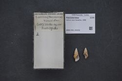 Naturalis Biodiversity Center - RMNH.MOL.209256 - Latirus rousi Sowerby, 1886 - Fasciolariidae - Mollusc shell.jpeg