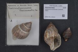 Naturalis Biodiversity Center - RMNH.MOL.209424 - Leucozonia leucozonalis (Lamarck, 1822) - Fasciolariidae - Mollusc shell.jpeg