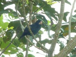 Nicaraguan Seed-Finch 2014-11-15 (1).jpg