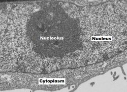 NucleolusNCc.jpg