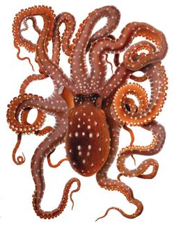 Octopus macropus Merculiano.jpg