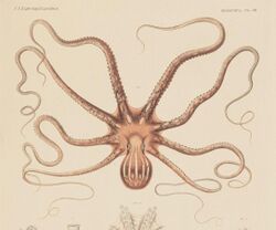 Octopus ornatus Gould.jpg