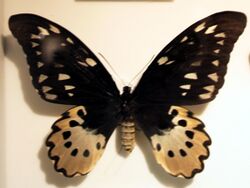 Ornithoptera chimaera f.jpg