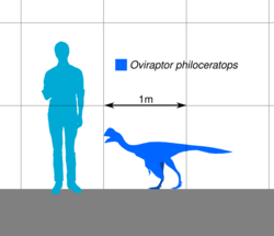Oviraptor Scale.svg