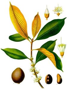 Palaquium oblongifolium - Köhler–s Medizinal-Pflanzen-233.jpg