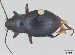 Paratrechina parvula casent0103333 dorsal 1.jpg
