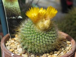 Parodia chrysacanthion 10.JPG