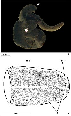 Pasipha ferrariaphila (10.3897-zookeys.776.26308) Figures 2–3.jpg