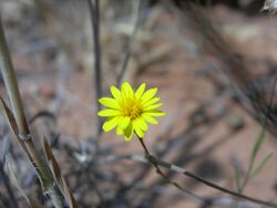 Pentachaeta aurea ssp aurea.jpg