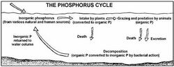 Phoscycle-EPA.jpg