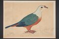 Pigeon of Stewart's Isld and San Christoval (48752852697).jpg