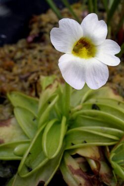 Pinguicula sp 2007.jpg