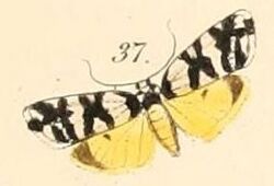 Pl.140-37-Pitane albicollis (=Thallarcha albicollis).jpg