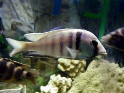 Placidochromis electra Aquarium fish stock photo.jpg