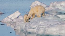 A polar bear and its cub stand on sea ice near clear blue water with few waves.