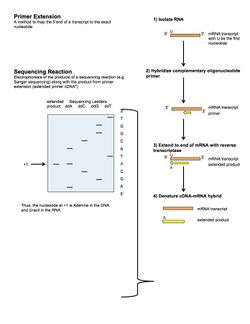 Primer Extension Assay.jpg