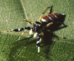 Psecas euoplus penultimate male.jpg