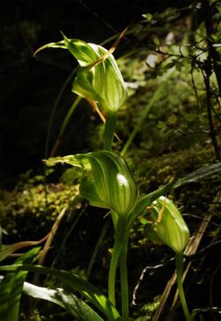 Pterostylis irsoniana (4283458789).jpg