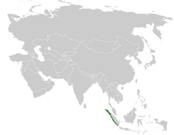 Pycnonotus leucogrammicus distribution map.png