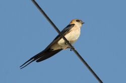 Red-rumped swallow in Calpe, Spain - May 2018 01.jpg