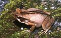 Rhinella ornata 02.jpg