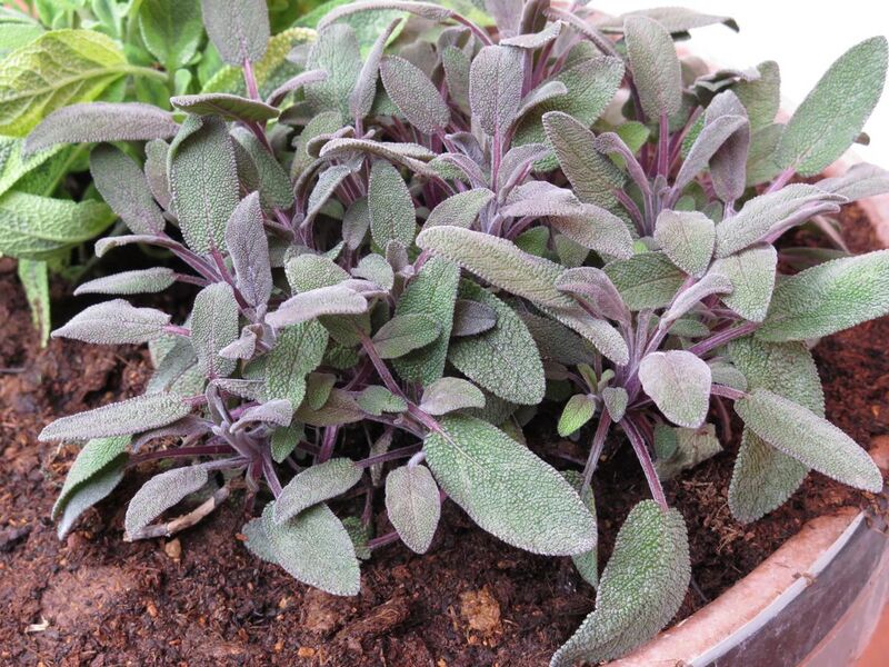 File:Salvia purpurea.JPG