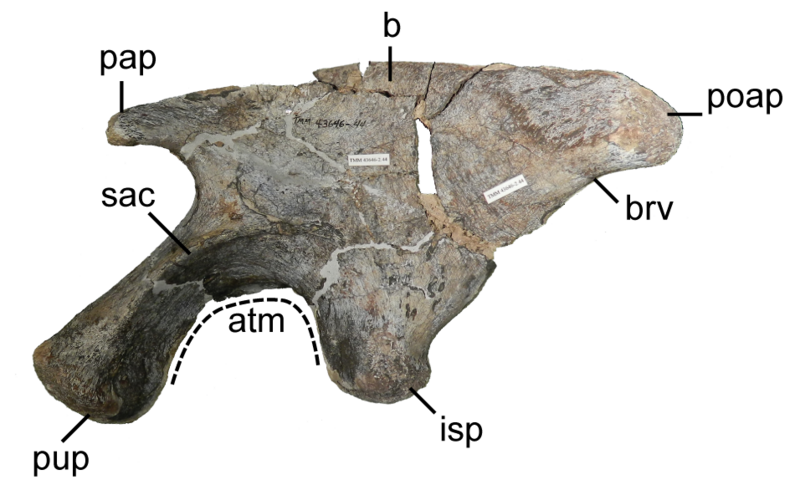 File:Sarahsaurus ilium lateral.png