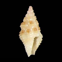 Seashell Clathurella verrucosa.jpg