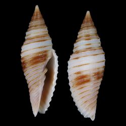 Seashell Imbricaria baisei.jpg
