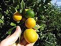 Starr-121108-0788-Fortunella x crassifolia-fruit-Pali o Waipio-Maui (25103025561).jpg