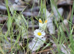 Stella Orangetip.jpg