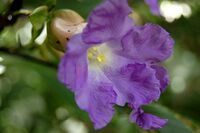 Strobilanthes callosus.jpg