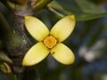 Tall-stilt Mangrove (Rhizophora apiculata) flower close-up (15563380958).jpg
