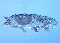 Tardigrade Acutuncus Antarcticus.jpg