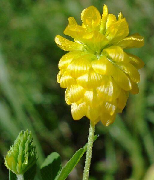 File:Trifolium aureum W.jpg