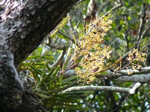 blooming in a tree