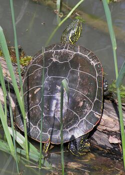 Western painted turtle (Chrysemys picta bellii), Oregon - 20060422.jpg