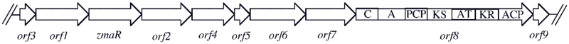 Gene organization of the Zwittermicin A biosynthetic cluster.