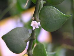 百萬心 Dischidia ruscifolia -香港動植物公園 Hong Kong Botanical Garden- (9240152650).jpg